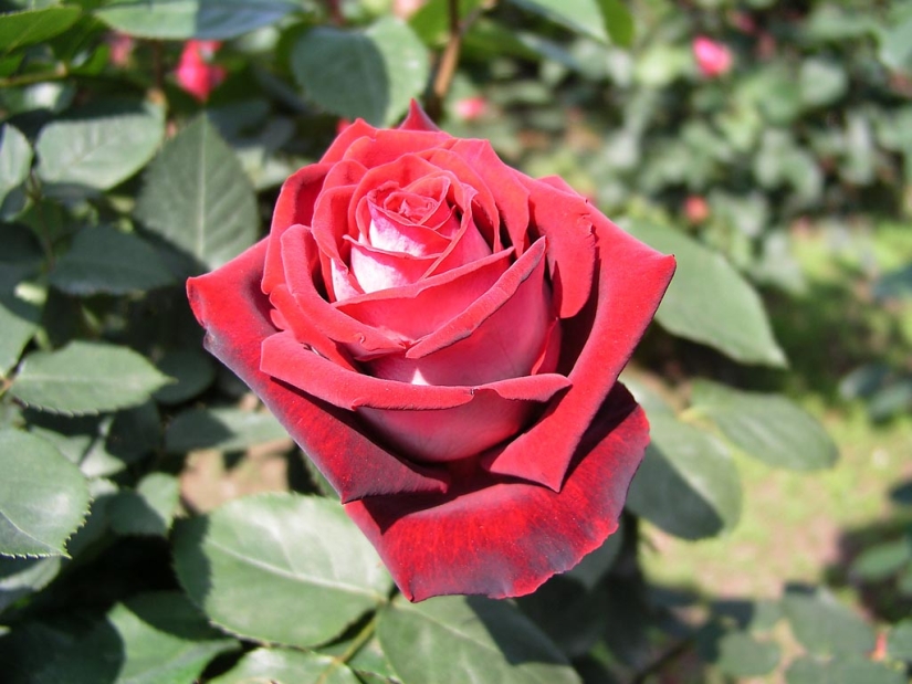 Amazingly beautiful rose of the Osiria variety