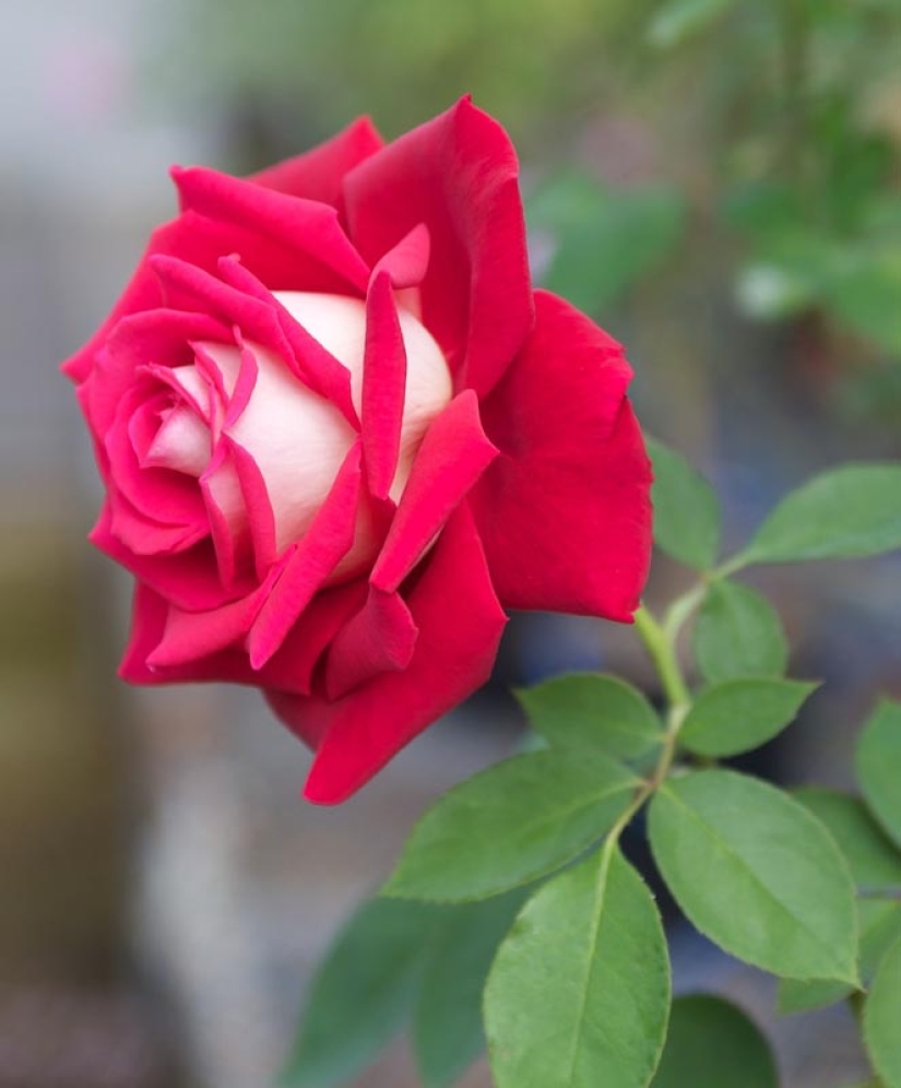 Amazingly beautiful rose of the Osiria variety