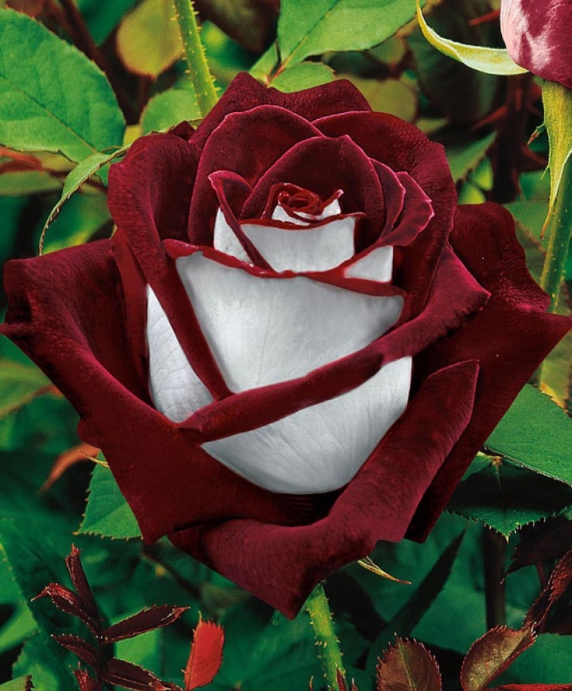 Amazingly beautiful rose of the Osiria variety