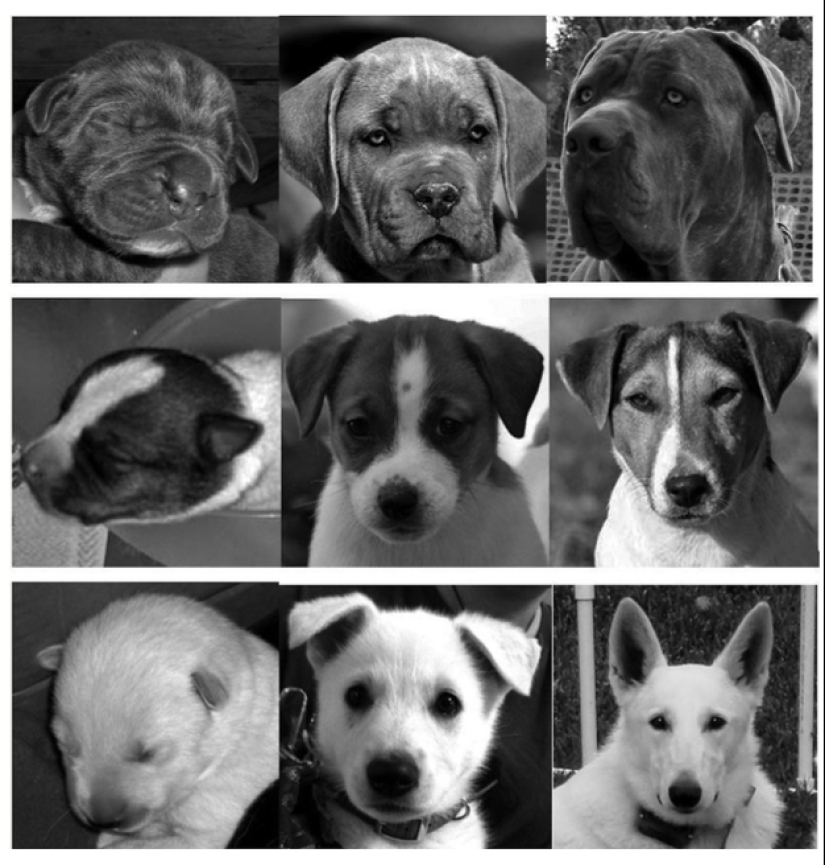 American scientists have found the age at which puppies are the most affection