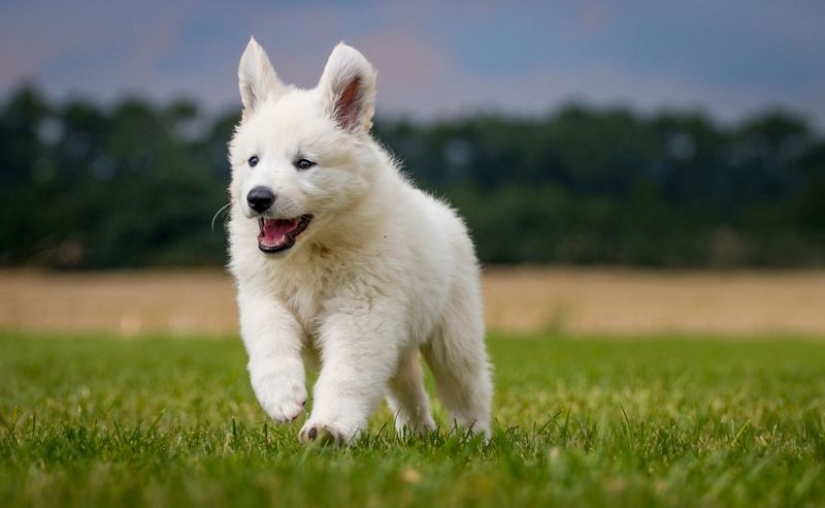 American scientists have found the age at which puppies are the most affection