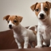 American scientists have found the age at which puppies are the most affection