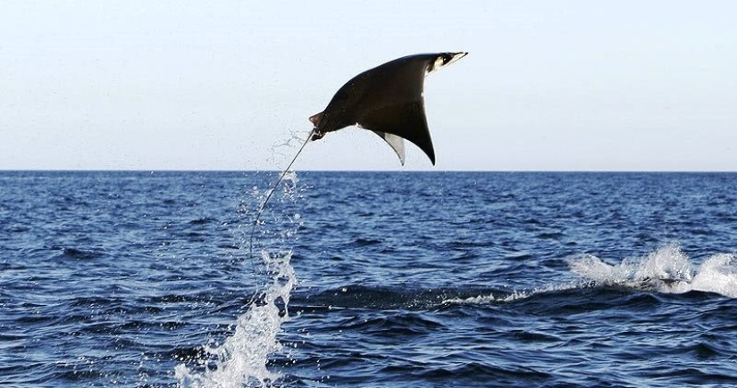 And I want to fly! Why do stingrays jump out of the water?