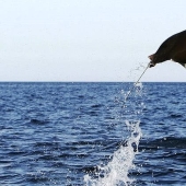 And I want to fly! Why do stingrays jump out of the water?