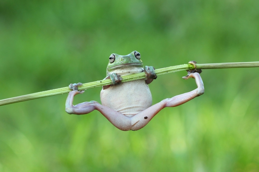 And who gets the 25 funniest frogs?