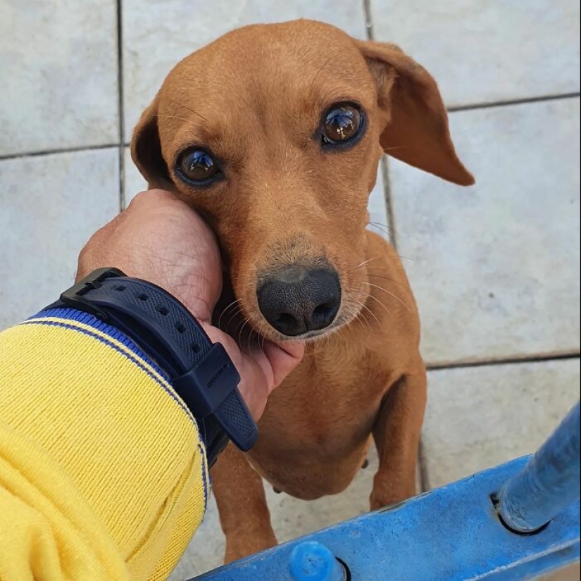 Animal-Friendly Postman: 15 Selfies This Man Took With Every Animal On His Mailing Route