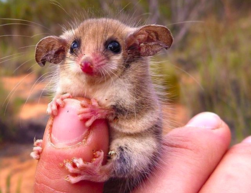 Animales australianos que matan con su dulzura