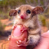 Animales australianos que matan con su dulzura