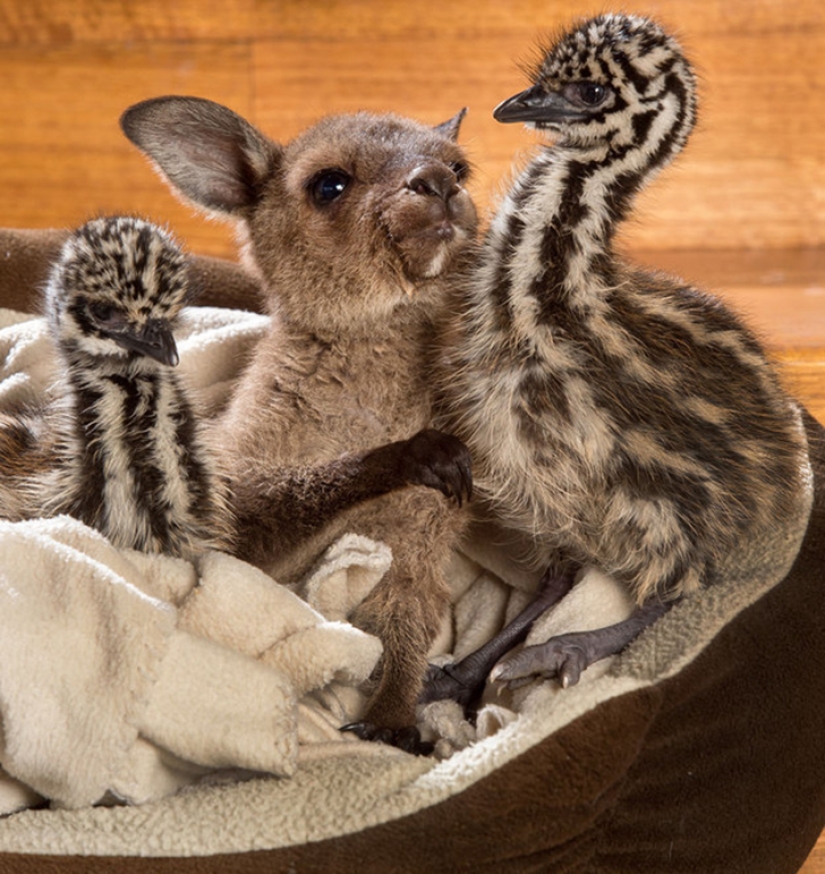 Animales australianos que matan con su dulzura