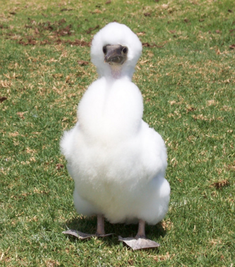 Animales australianos que matan con su dulzura