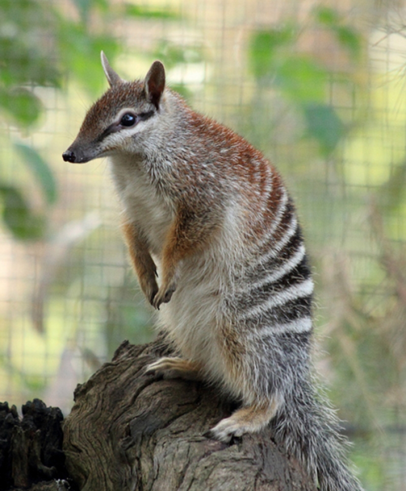 Animales australianos que matan con su dulzura