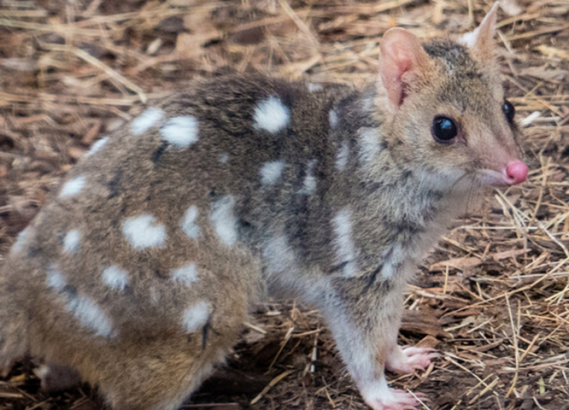 Animales australianos que matan con su dulzura