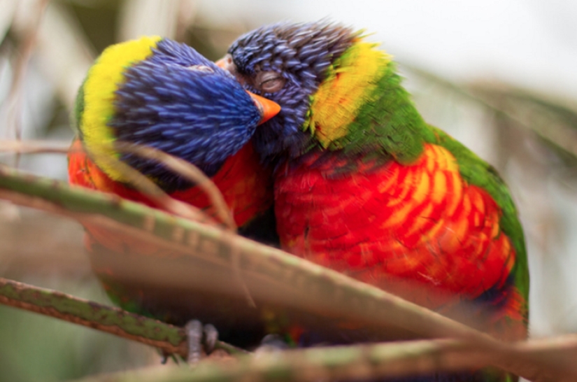 Animales australianos que matan con su dulzura