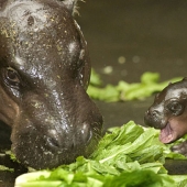 Animales bebés en fotografías.