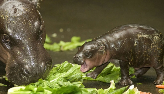 Animales bebés en fotografías.