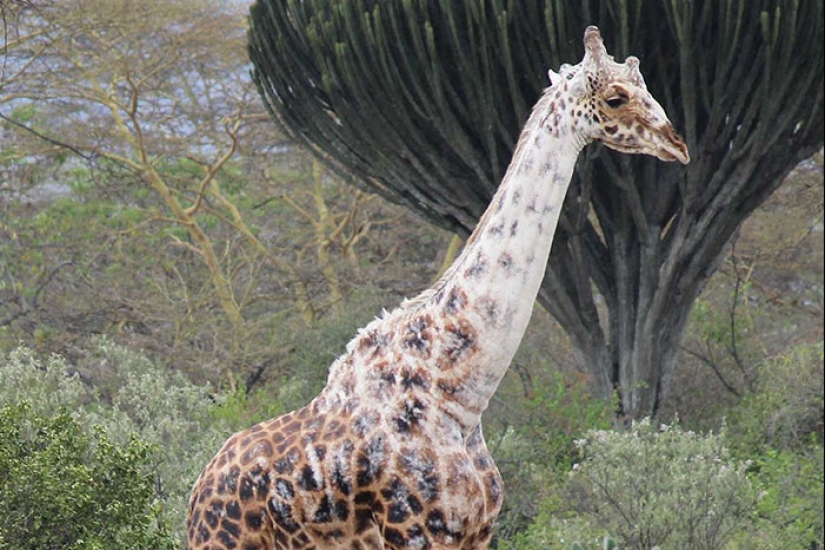 Animales con vitíligo, que parecían carecer de pintura