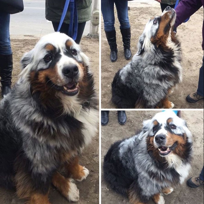 Animales con vitíligo, que parecían carecer de pintura