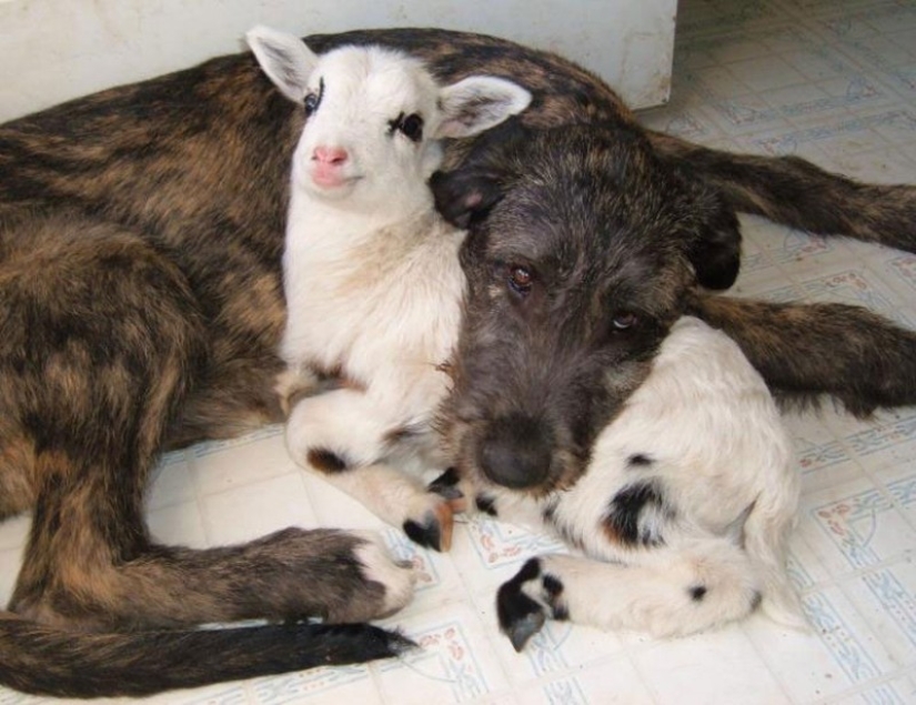 Animales dormidos, cuya vista derretirá tu corazón