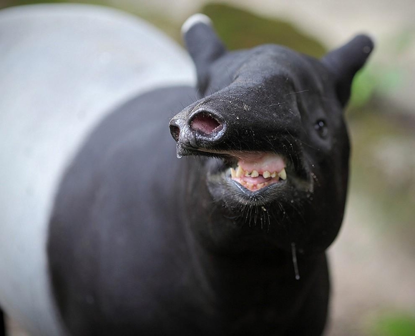 Animales que no estaban listos para una sesión de fotos