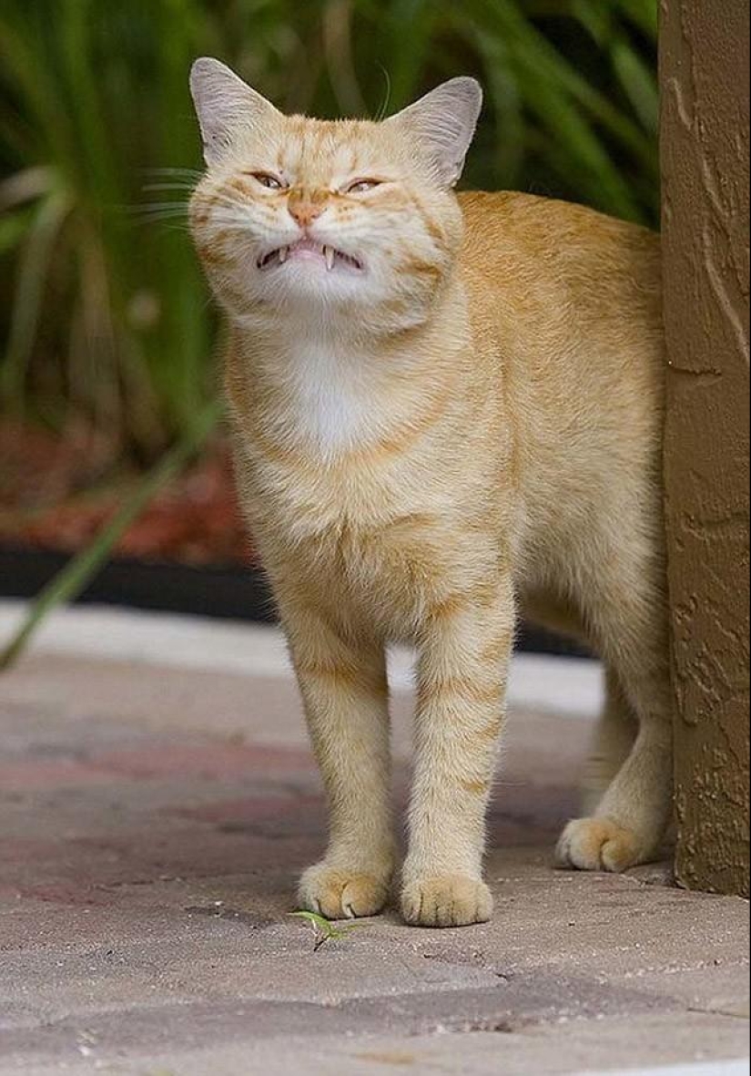 Animales que no estaban listos para una sesión de fotos