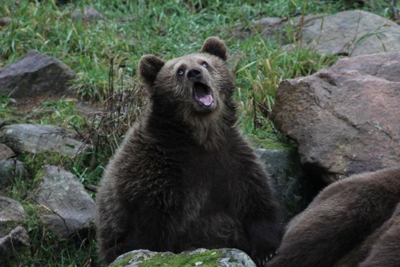 Animales que no estaban listos para una sesión de fotos