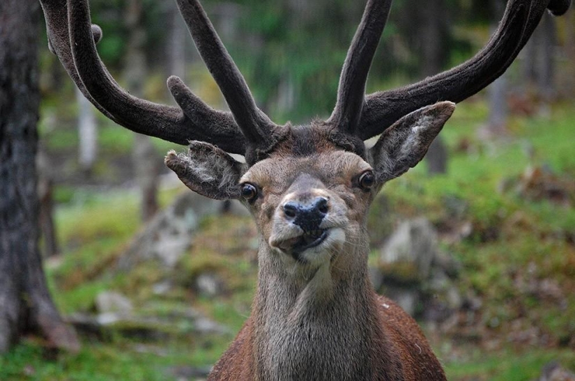 Animales que no estaban listos para una sesión de fotos