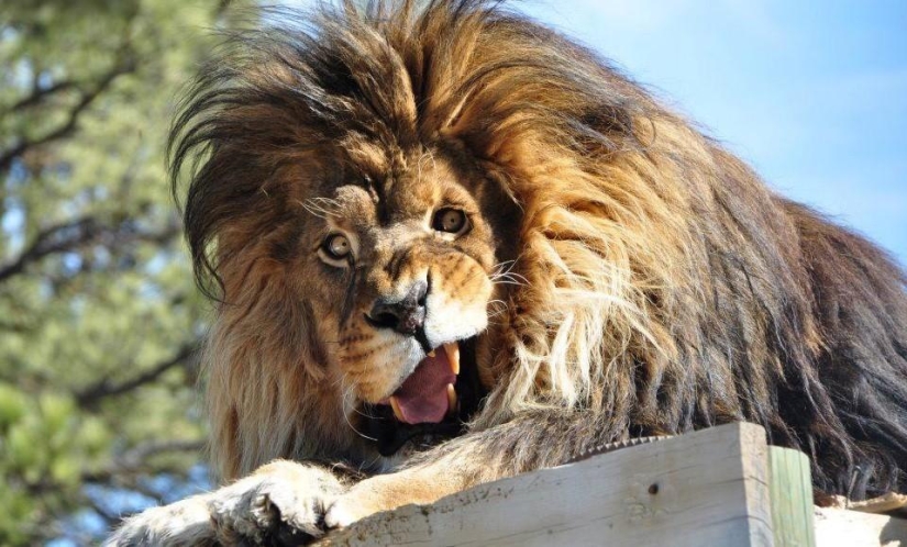 Animales que no estaban listos para una sesión de fotos