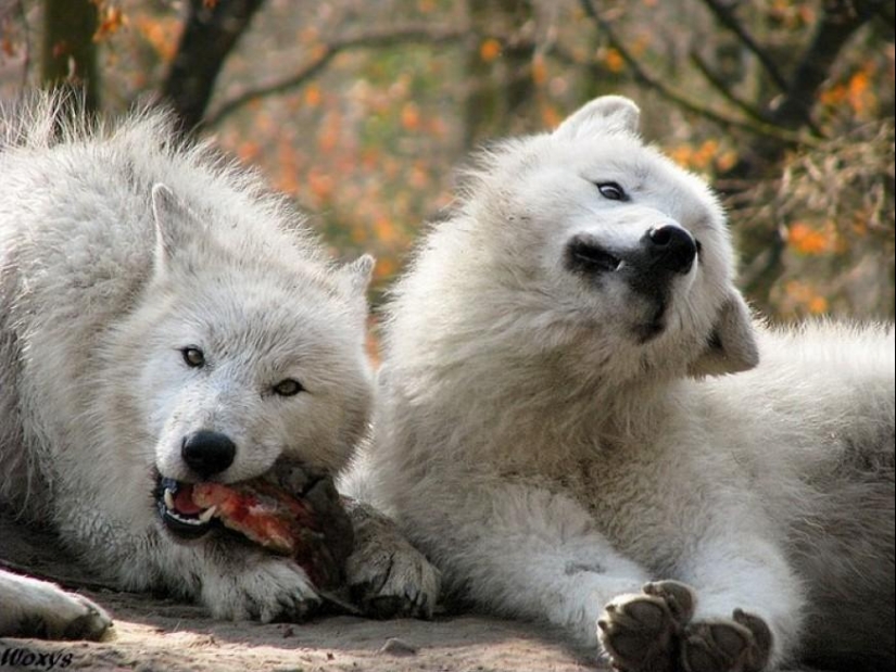 Animales que no estaban listos para una sesión de fotos