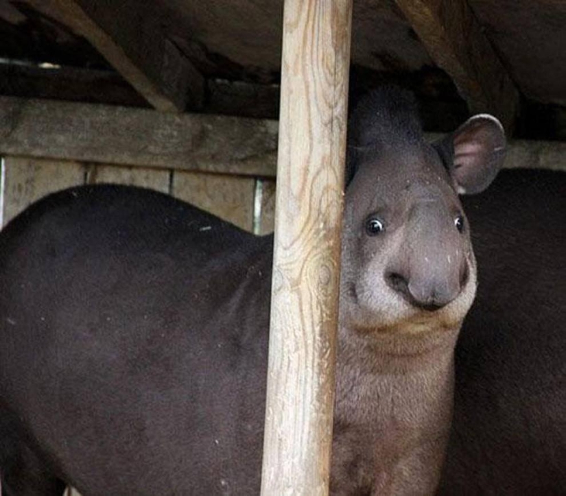 Animales que no estaban listos para una sesión de fotos