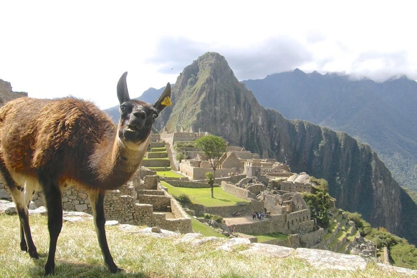 Animales que no estaban listos para una sesión de fotos