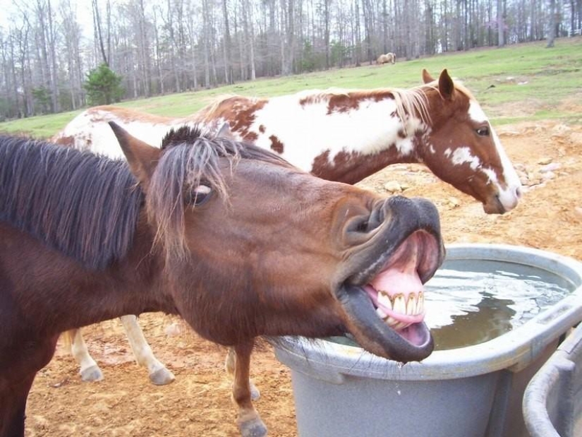 Animales que no estaban listos para una sesión de fotos