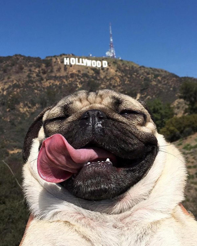 Animales que te enseñarán a tomar selfies