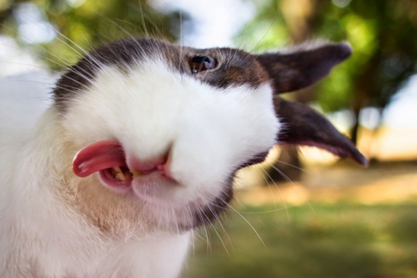 Animales que te enseñarán a tomar selfies