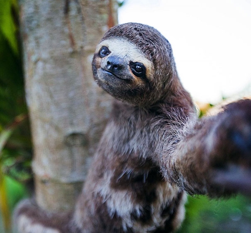 Animales que te enseñarán a tomar selfies