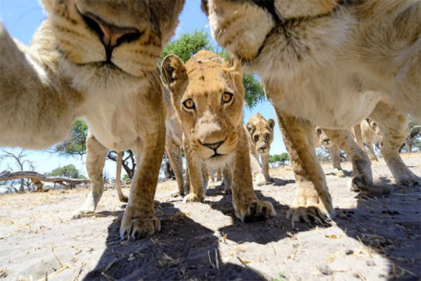 Animales que te enseñarán a tomar selfies