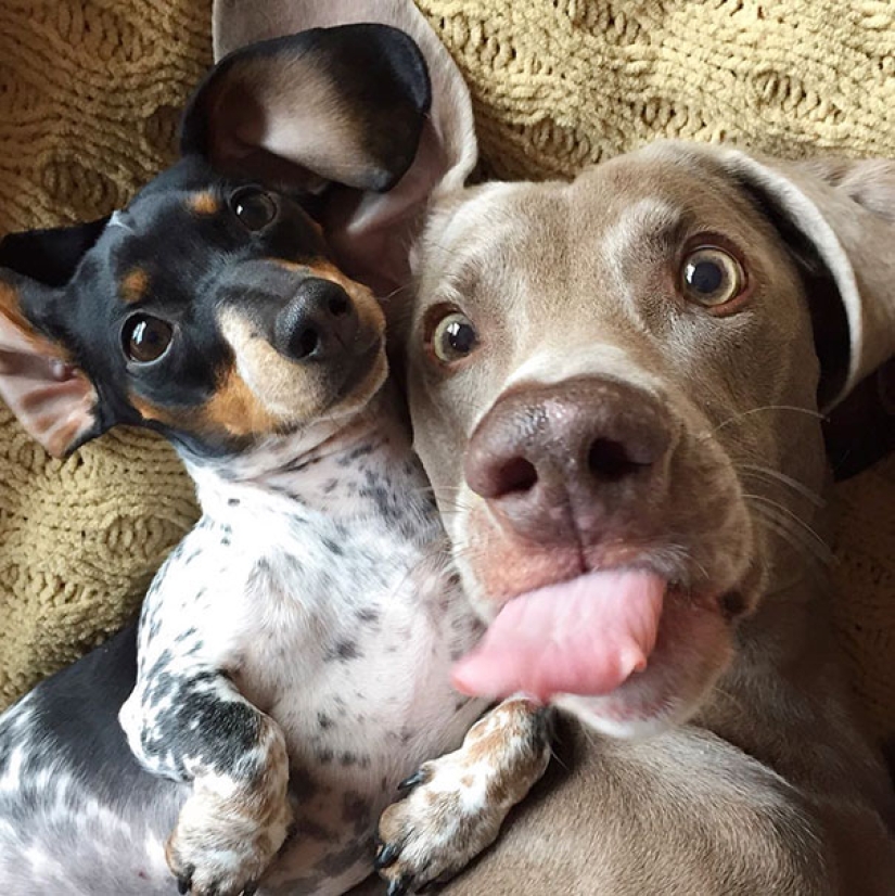 Animals that will teach you how to take selfies