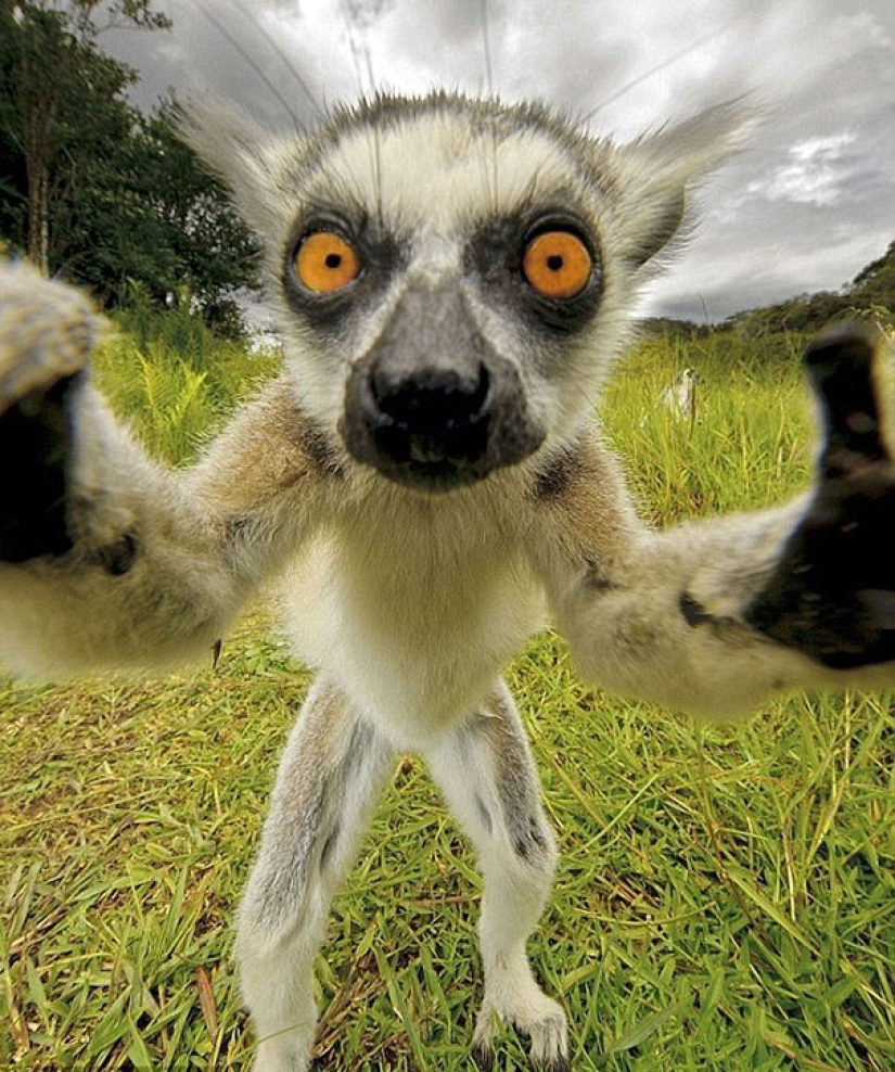 Animals that will teach you how to take selfies