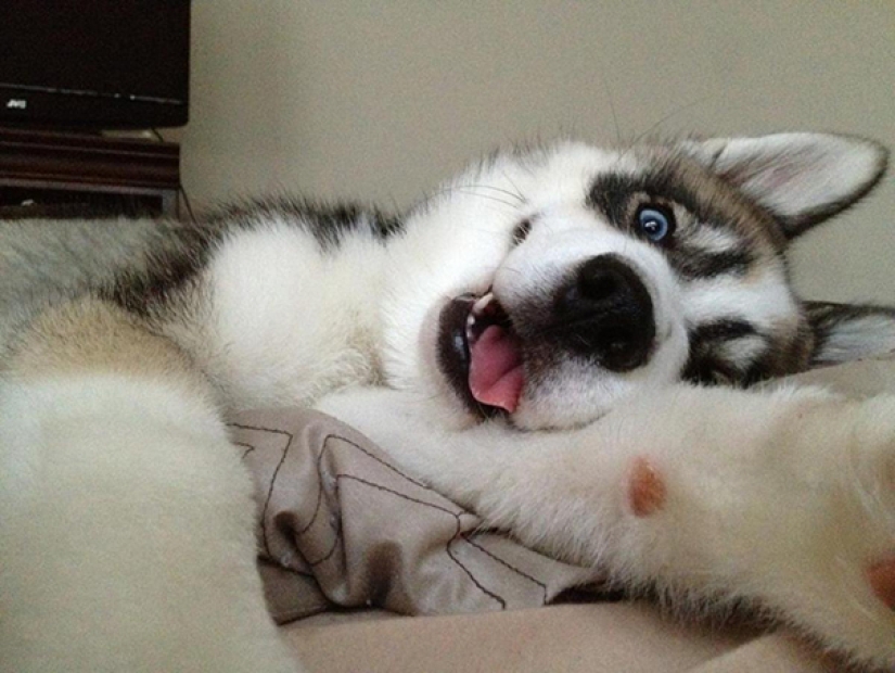 Animals that will teach you how to take selfies