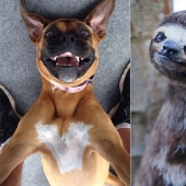 Animals that will teach you how to take selfies