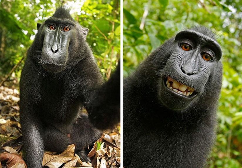 Animals that will teach you how to take selfies