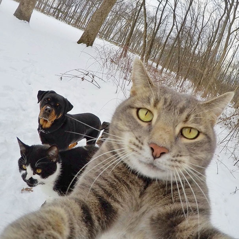 Animals that will teach you how to take selfies