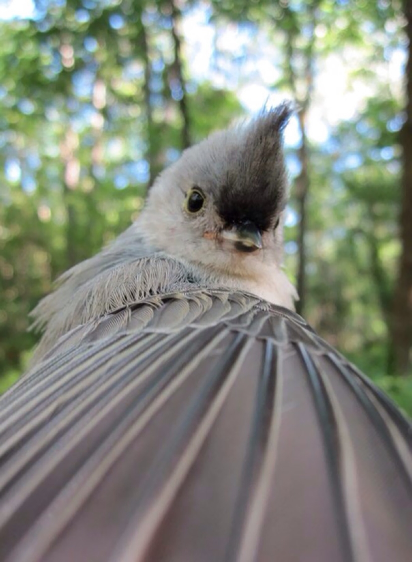 Animals that will teach you how to take selfies