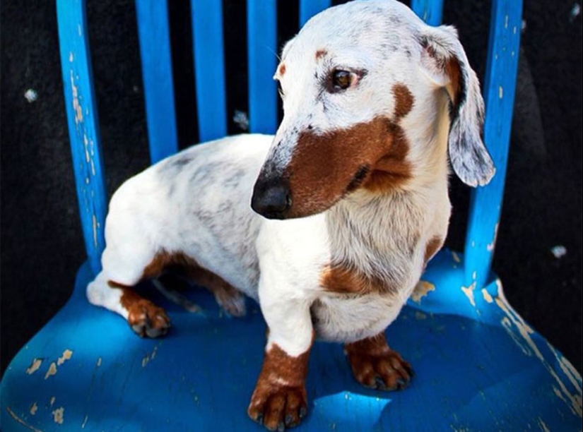 Animals with vitiligo, which seemed to lack paint