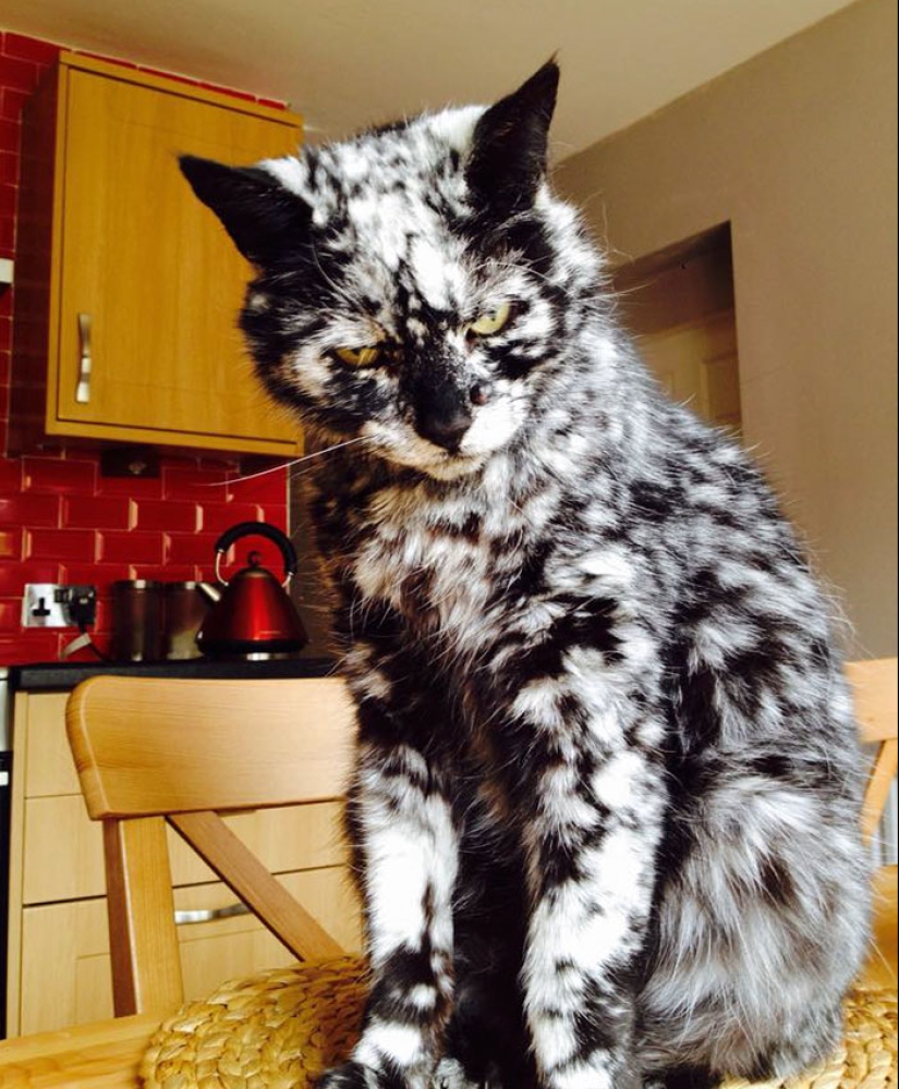 Animals with vitiligo, which seemed to lack paint