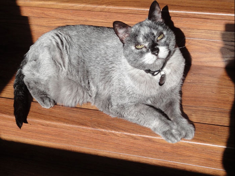 Animals with vitiligo, which seemed to lack paint