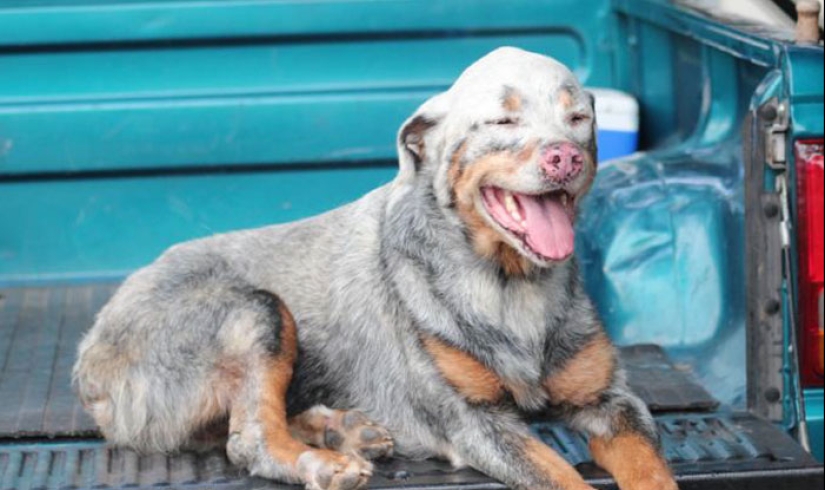 Animals with vitiligo, which seemed to lack paint