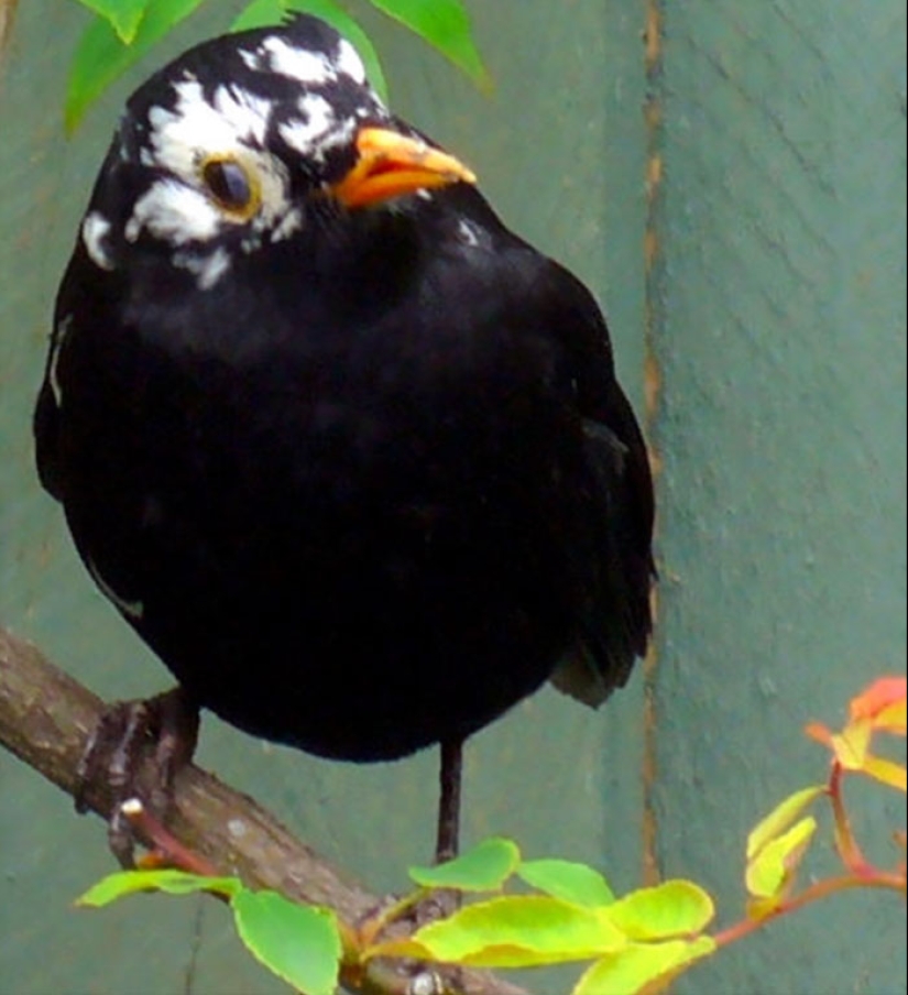 Animals with vitiligo, which seemed to lack paint