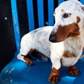 Animals with vitiligo, which seemed to lack paint