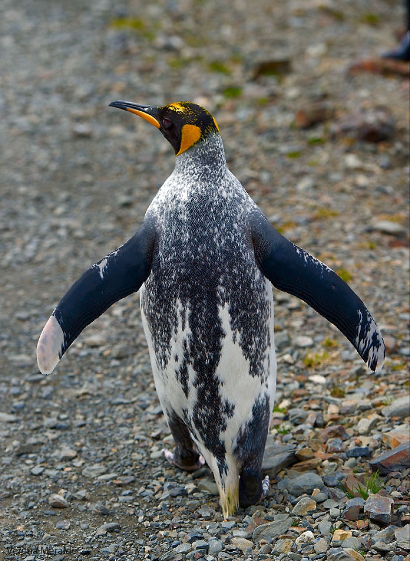 Animals with vitiligo, which seemed to lack paint