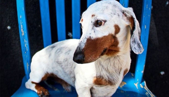 Animals with vitiligo, which seemed to lack paint